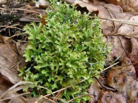 cetraria organismis leiduvatest parasiitidest