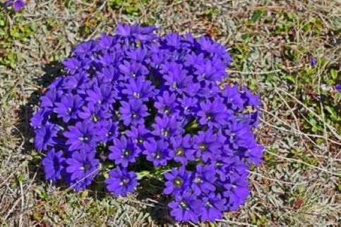 palaviku juur parasiitidest kehas