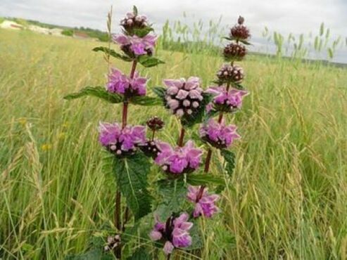 rauamaagi taim parasiitidest kehas