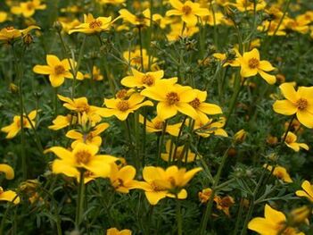 terve rida parasiite kehas