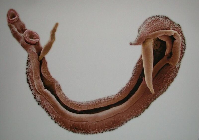 Schistosoomid on ohtlik parasiit inimese veres