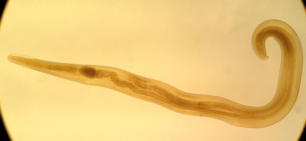 Pinworm on laste seas levinud parasiit. 