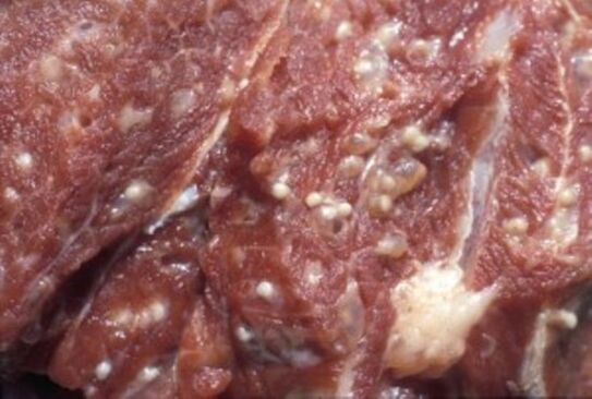 Trichinellaga saastunud liha – ohtlikud parasiidid